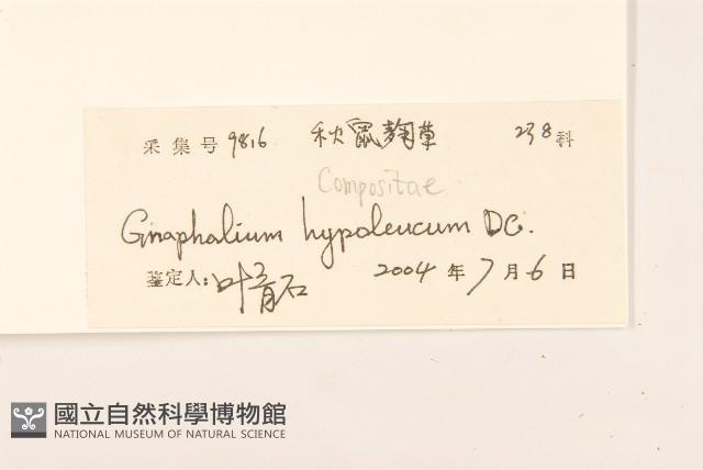 秋鼠麴草藏品圖，第3張