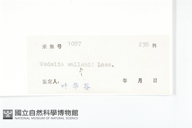 山蟛蜞菊藏品圖，第3張