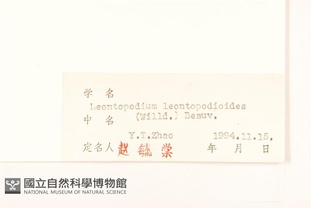 火絨草藏品圖，第3張