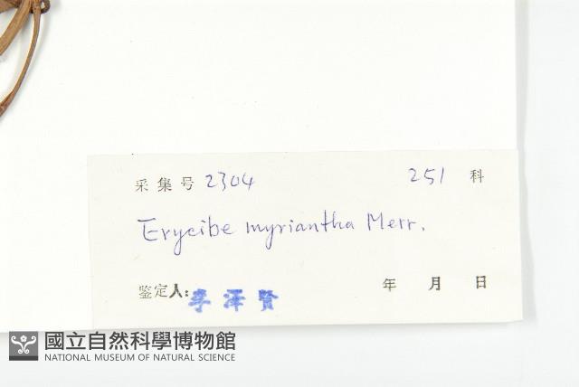 多花丁公藤藏品圖，第3張