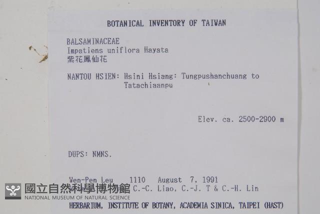 紫花鳳仙花藏品圖，第2張