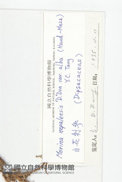 白花刺參藏品圖，第3張