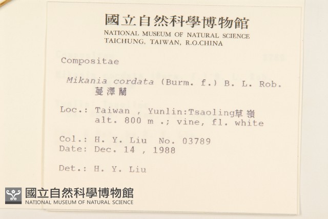 蔓澤蘭藏品圖，第2張