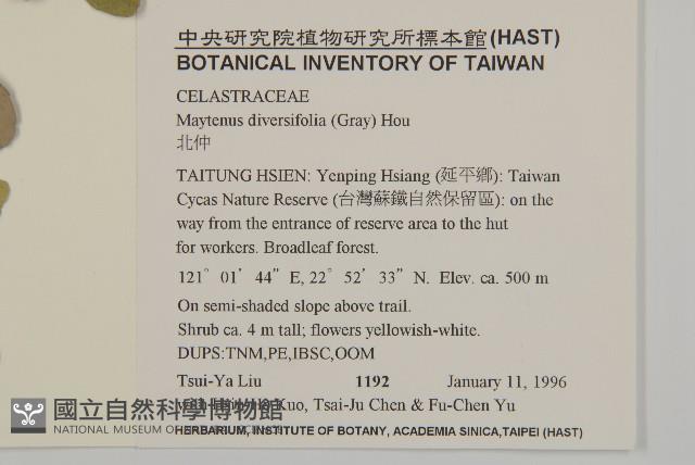 北仲, 刺裸實藏品圖，第2張