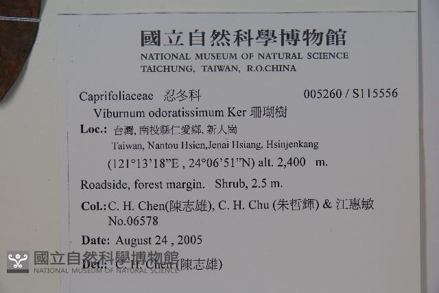 珊瑚樹藏品圖，第2張