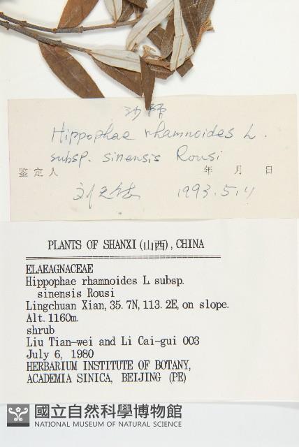 醋柳藏品圖，第3張