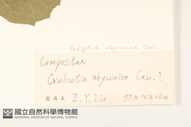 小油菊藏品圖，第3張