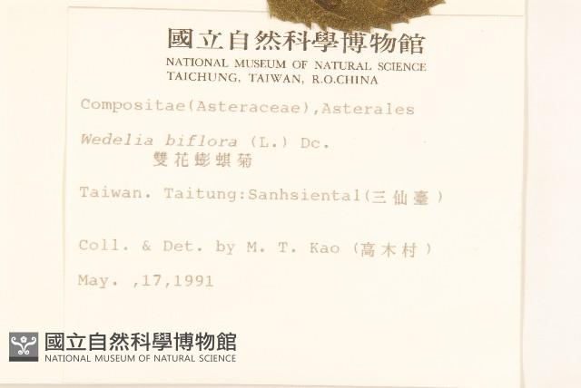 雙花蟛蜞菊藏品圖，第2張