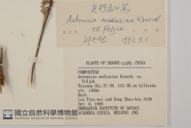 寬裂葉蒿藏品圖，第3張