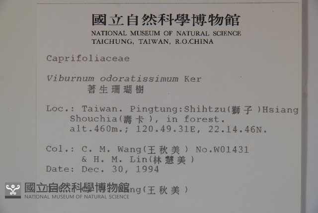 珊瑚樹藏品圖，第2張