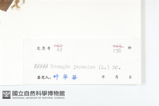 黃鵪菜藏品圖，第3張