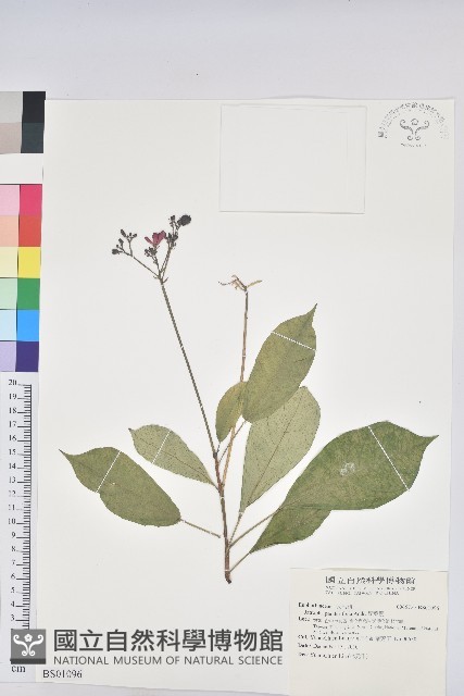 紫背草藏品圖，第3張