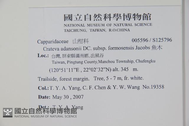 魚木藏品圖，第2張