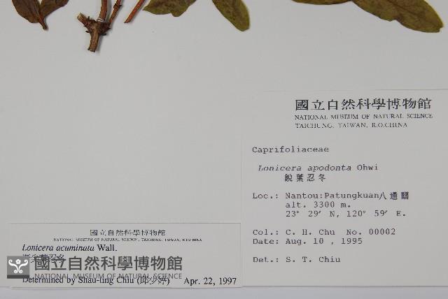 阿里山忍冬、漸尖葉忍冬藏品圖，第2張