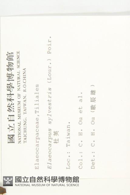 杜英、山杜英、蘭嶼杜英藏品圖，第2張