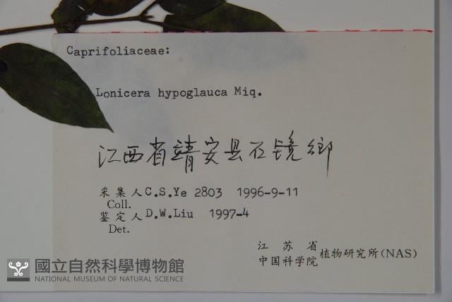 裡白忍冬、紅腺忍冬藏品圖，第2張