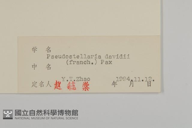 蔓假繁縷藏品圖，第3張