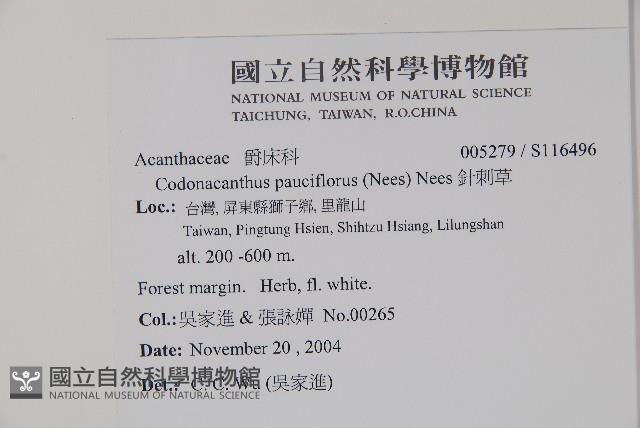 針刺草藏品圖，第2張