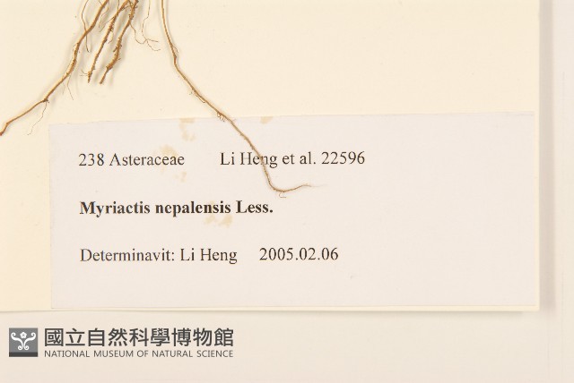 圓舌粘冠草藏品圖，第3張