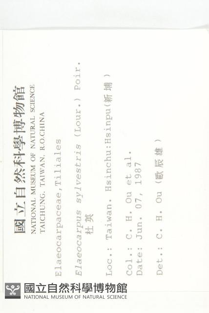 杜英、山杜英、蘭嶼杜英藏品圖，第2張