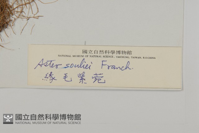 緣毛紫菀藏品圖，第3張