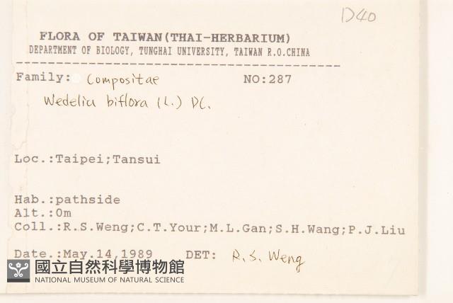 雙花蟛蜞菊藏品圖，第2張