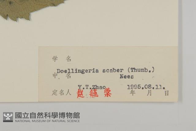 東風菜藏品圖，第3張