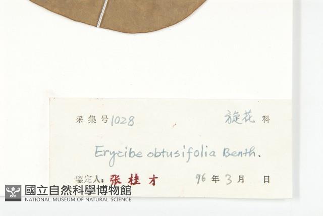 丁公藤藏品圖，第3張