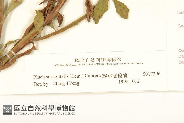 翼莖闊苞菊藏品圖，第3張