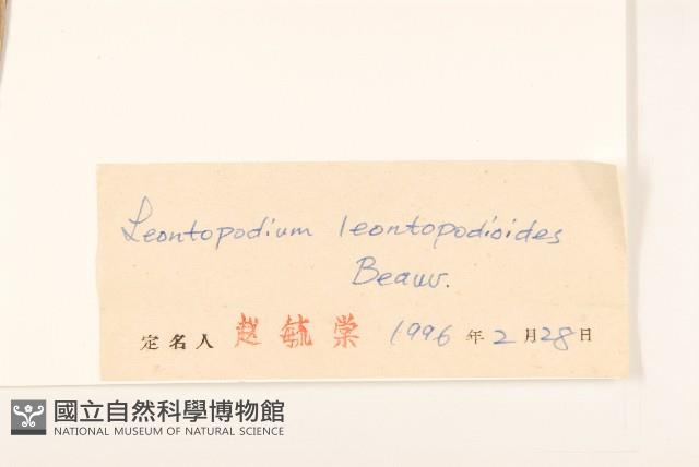 火絨草藏品圖，第3張