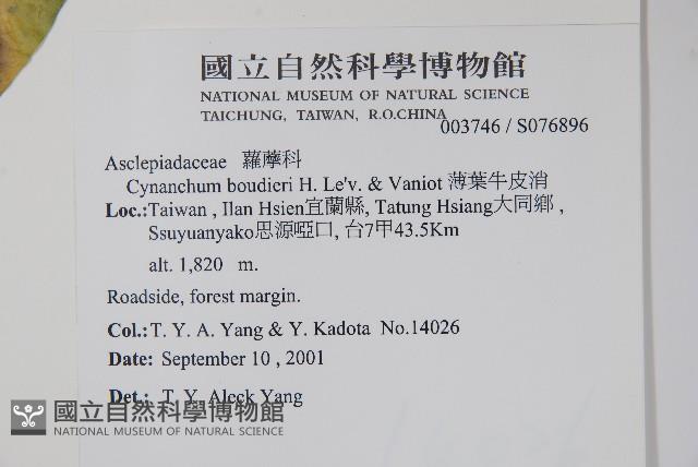 薄葉牛皮消藏品圖，第2張