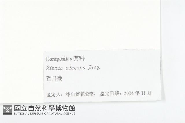 百日菊藏品圖，第3張