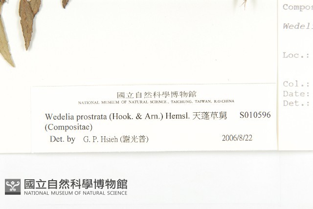 天蓬草舅藏品圖，第3張