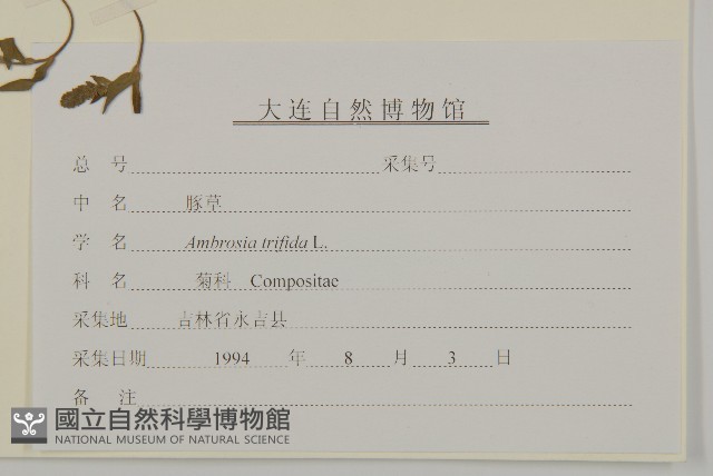 三裂豚草藏品圖，第3張