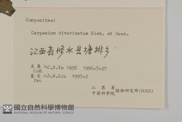 煙管草藏品圖，第3張