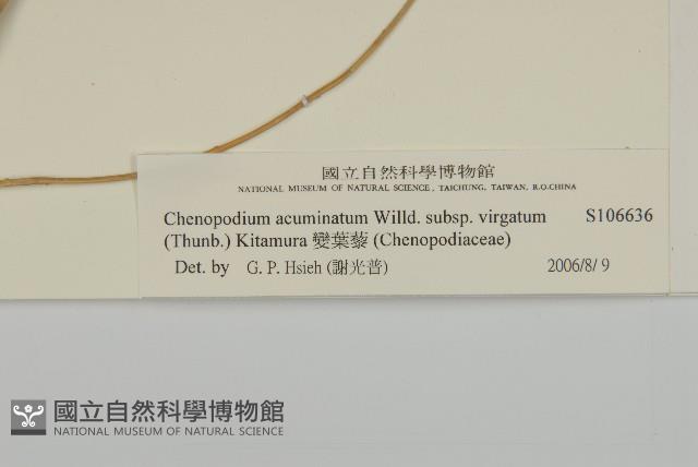 Accession Number:S106636 Collection Image, Figure 3, Total 3 Figures