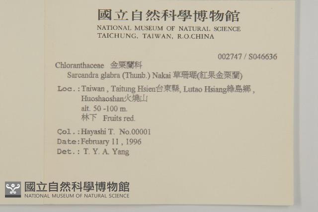 草珊瑚、紅果金粟蘭藏品圖，第2張