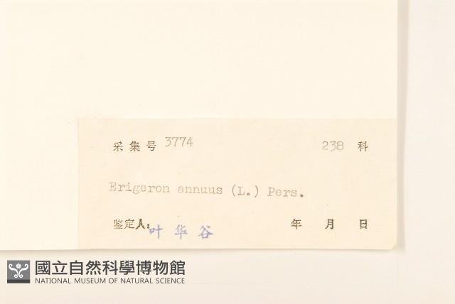 白頂飛蓬藏品圖，第3張