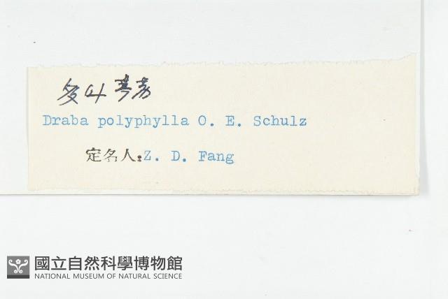 多葉葶藶藏品圖，第3張