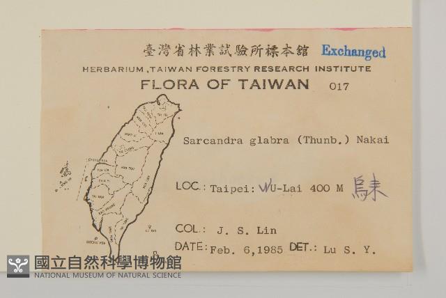 草珊瑚、紅果金粟蘭藏品圖，第2張