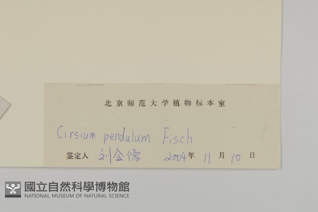 煙管草藏品圖，第3張