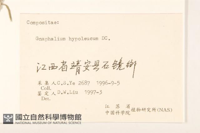 秋鼠麴草藏品圖，第3張