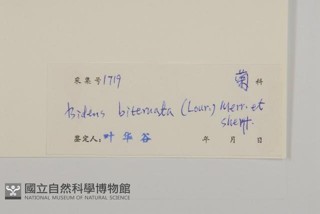 鬼針舅藏品圖，第3張