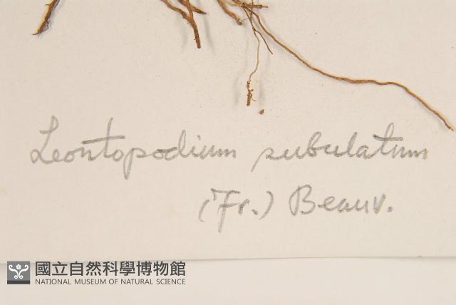 鑽葉火絨草藏品圖，第3張