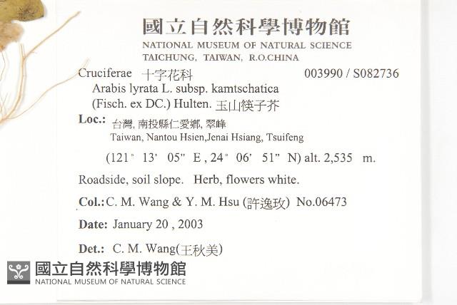 玉山筷子芥藏品圖，第2張