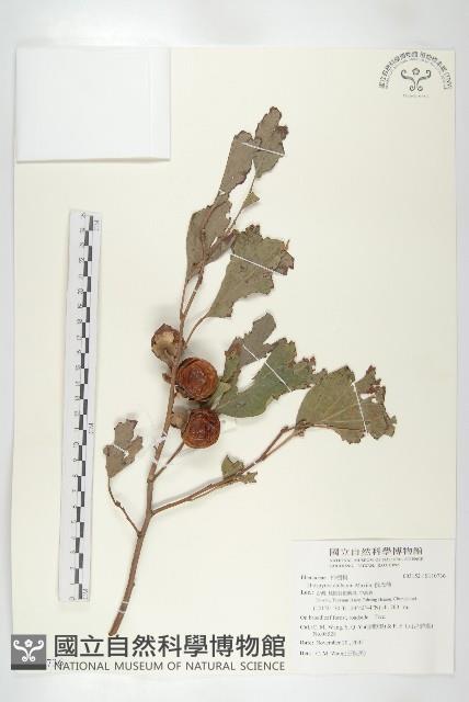 俄氏柿藏品圖，第3張