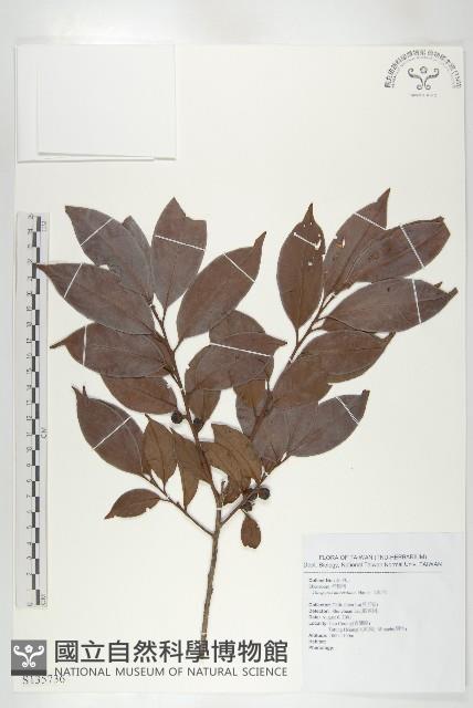 山紅柿藏品圖，第3張