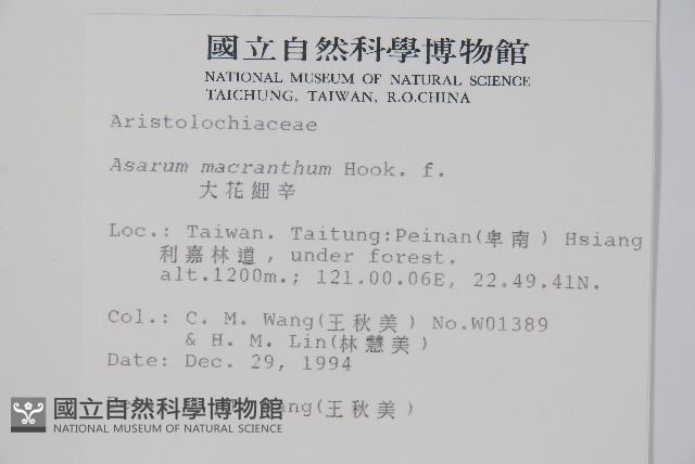 大花細辛、馬蹄香藏品圖，第2張