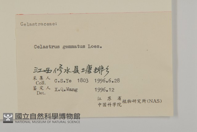 哥蘭葉藏品圖，第3張