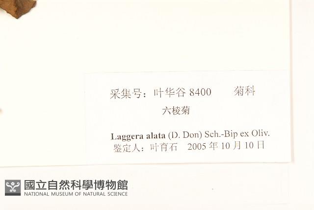 六角草藏品圖，第3張